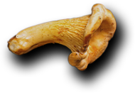 Cafe Holos - Restaurant& Cafe