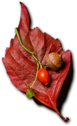 Cafe Holos - Restaurant& Cafe