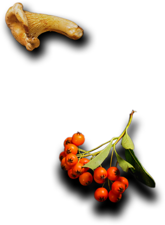 Cafe Holos - Restaurant& Cafe